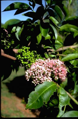 Melicope elleryana (syn. Euodia)