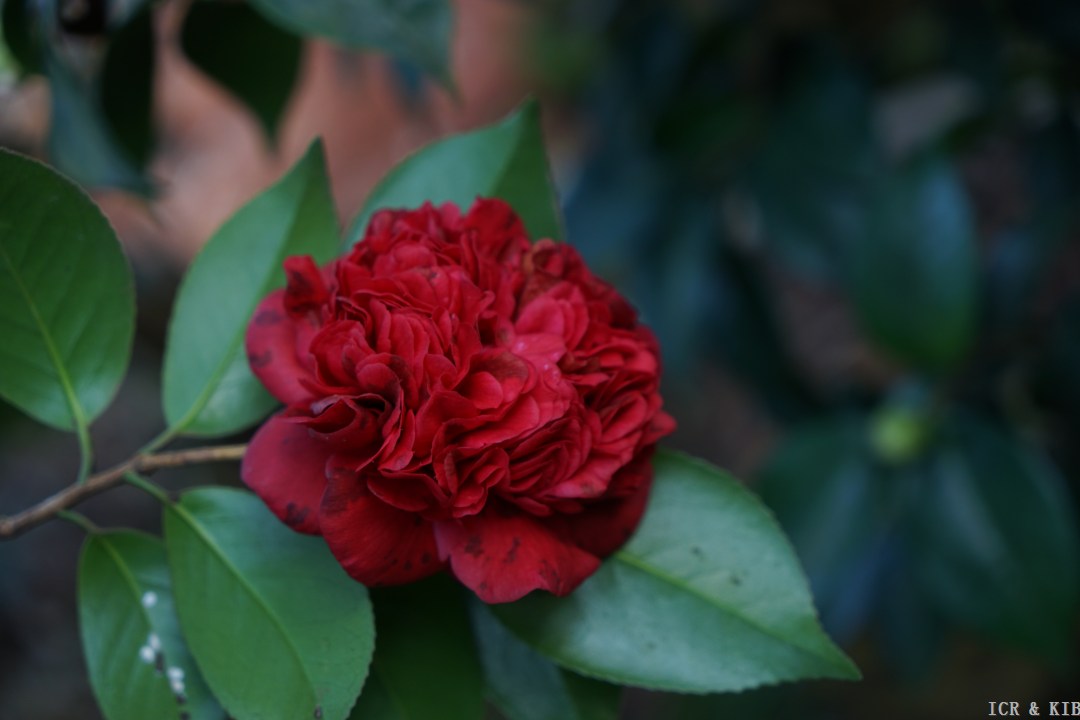 Camellia japonica ‘Grand Marshall’
