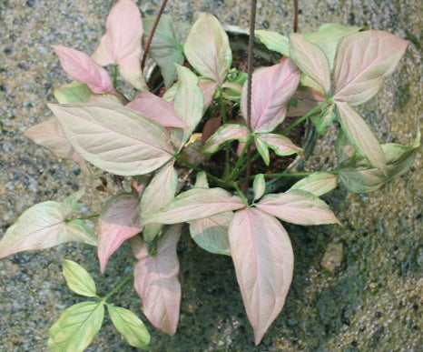 Syngonium (Pink)