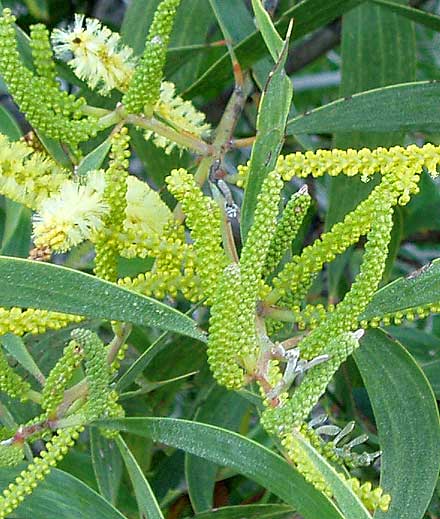 Acacia Concurrens (Curracabah)