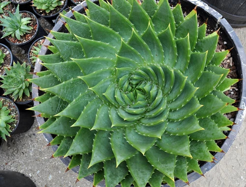 Aloe polyphylla ‘Christmas Cracker’ (Spiral Aloe)