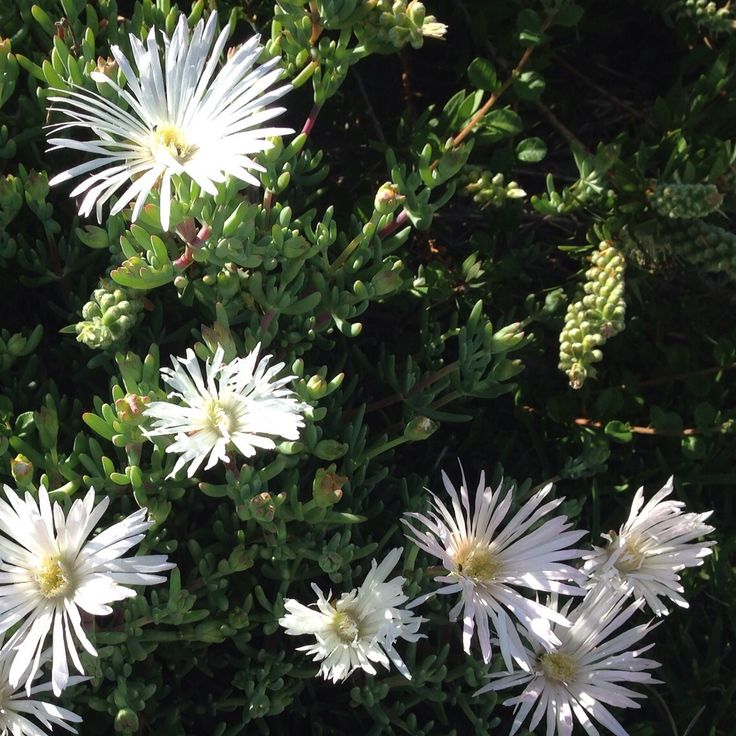 Mesembryanthemum Crystallinum 'White Sun' (White Ice Plant)
