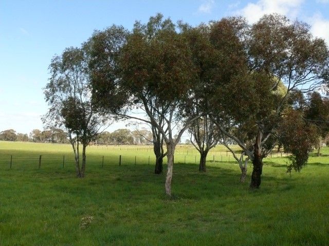 Eucalyptus Pulverulenta ‘Baby Blue’