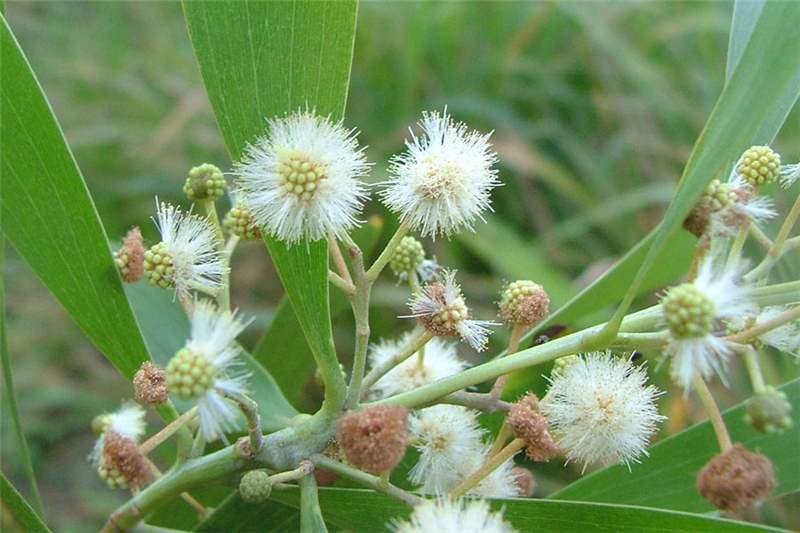 Acacia Melanoxylon (Blackwood)