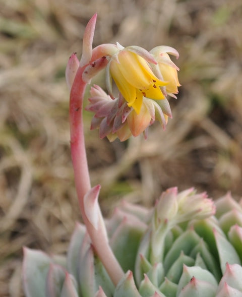 Echeveria ‘Acacia Ponds’