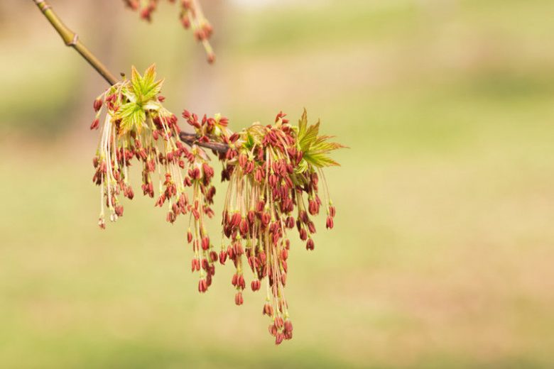 Acer Negundo 'Box Elder'
