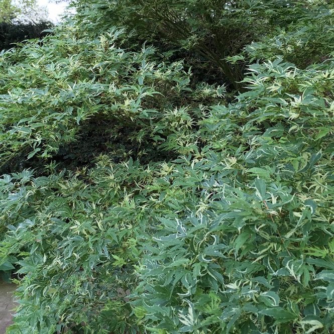Acer Palmatum 'Butterfly' (upright)