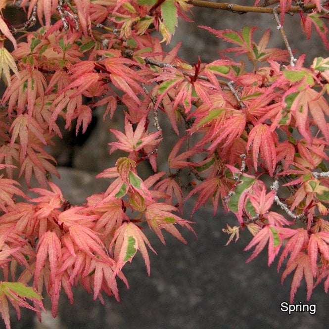 Acer Palmatum 'Butterfly' (upright)