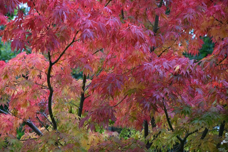 Acer Palmatum 'Elegans' (upright)