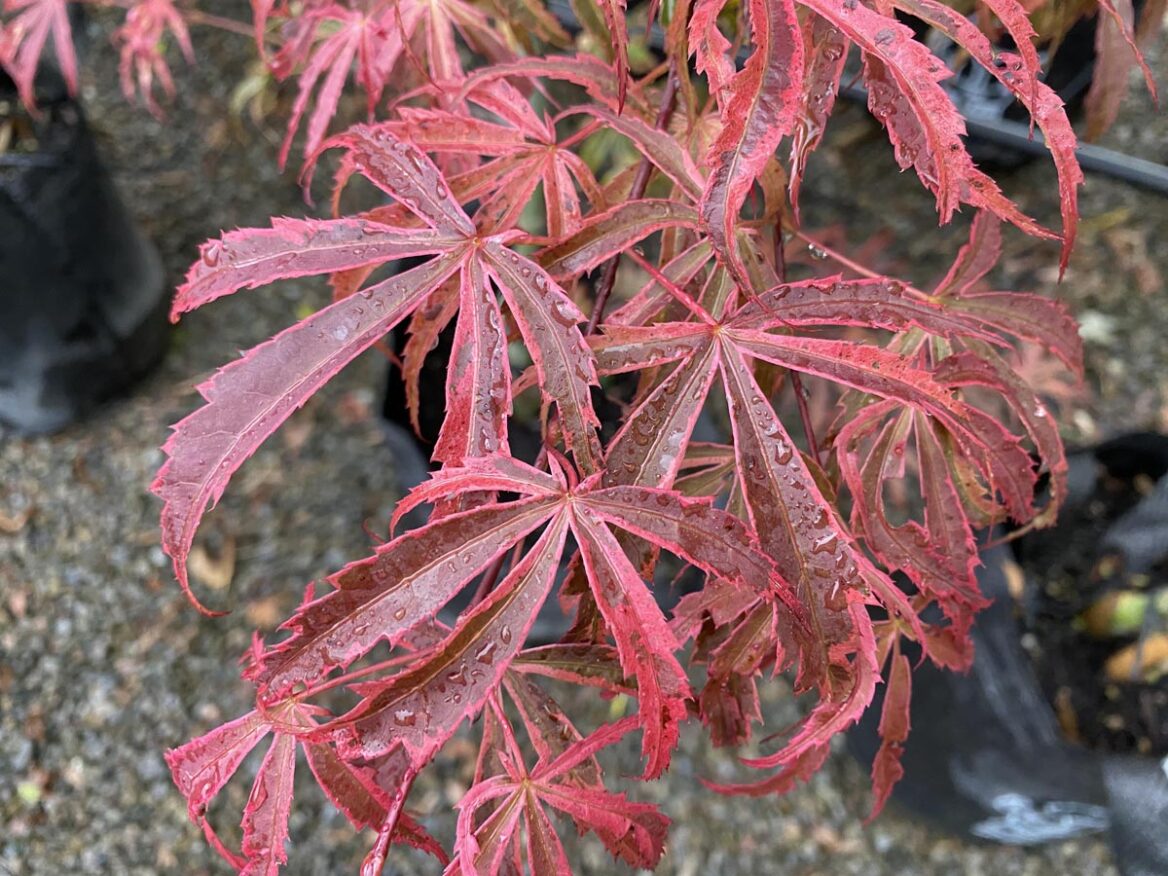 Acer Palmatum 'Shirazz' (upright)