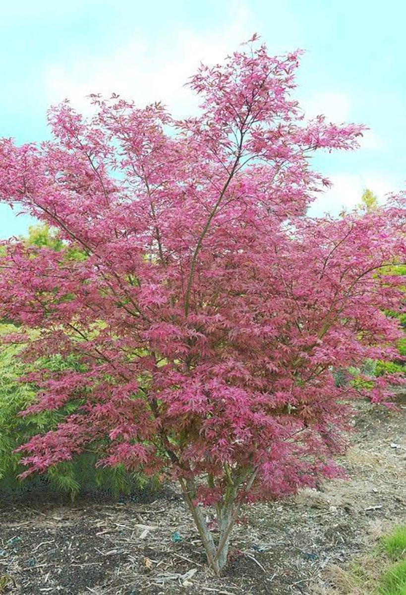 Acer Palmatum 'Shirazz'