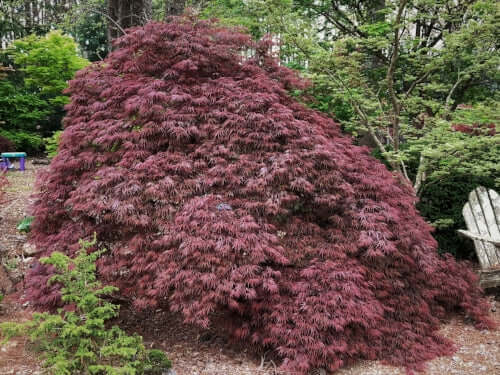 Acer palmatum ‘Shojo Shidare’ (Shojo Shidare Japanese Maple)