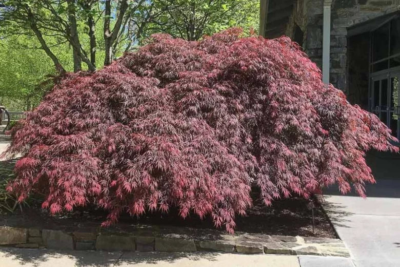 Acer Palmatum ‘Takinyama’ (weeping)
