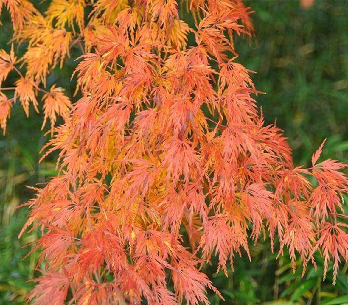 Acer Palmatum ‘Palmatifidum’ (weeping)