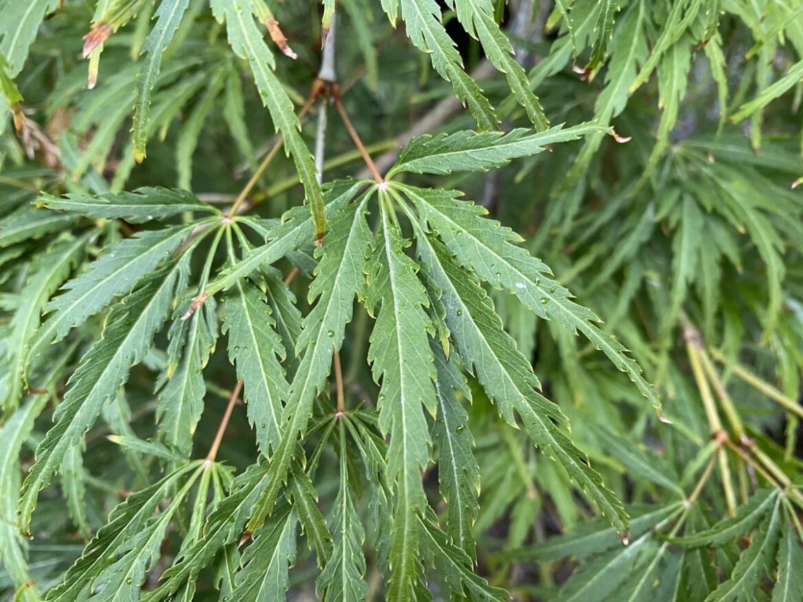Acer Palmatum ‘Palmatifidum’ (weeping)