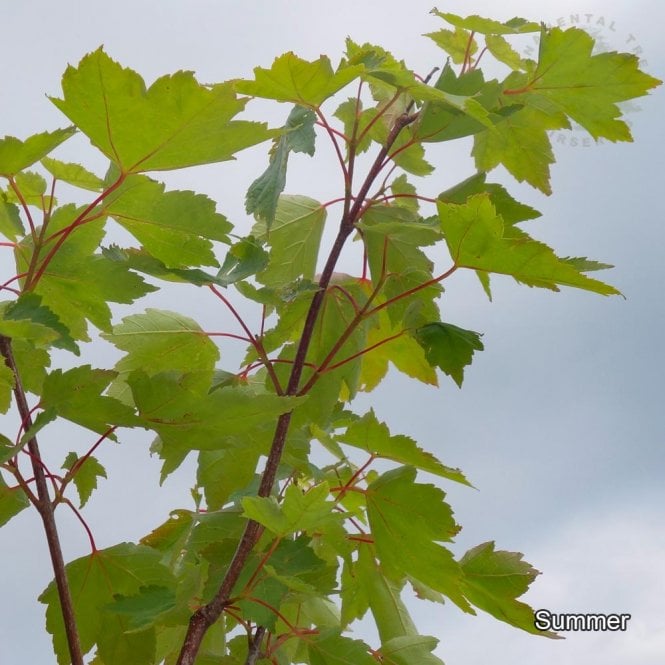 Acer Rubrum 'Fairview Flame' (upright)