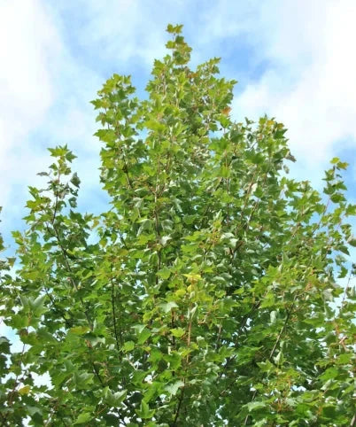 Acer Rubrum 'Fairview Flame' (upright)