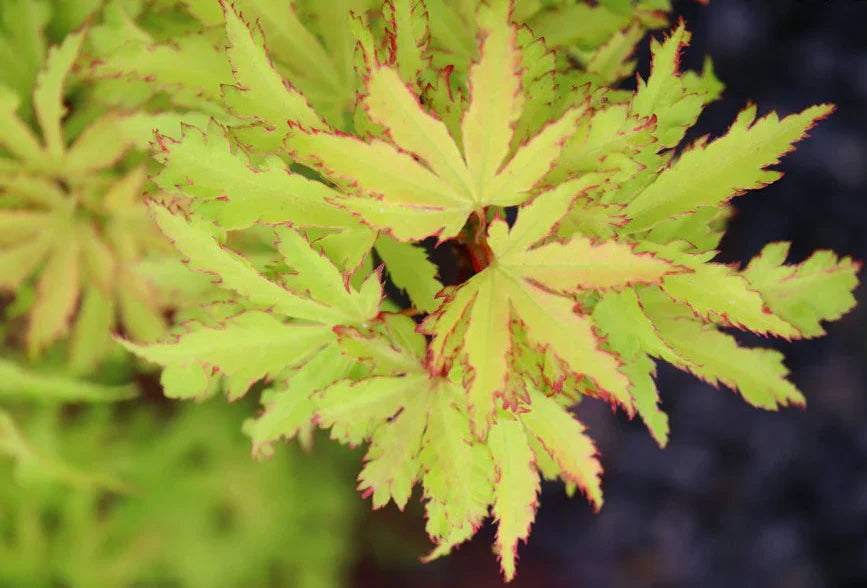 Acer Palmatum ‘Exeter Twilight’ (Exeter Twilight Japanese Maple)