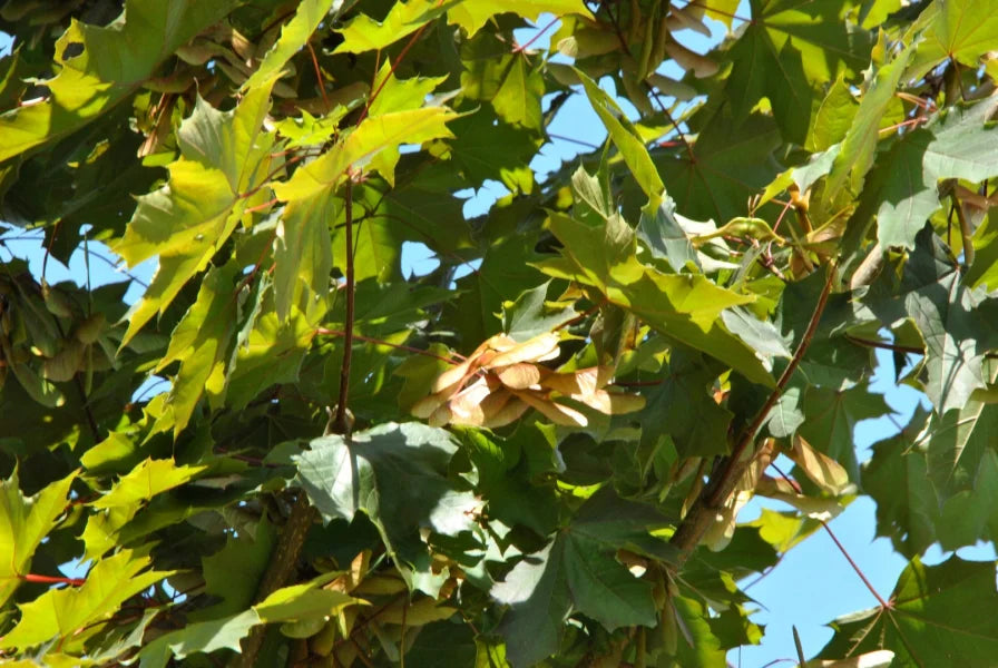 Acer Platanoides 'Fairview' (Fairview Norway Maple)