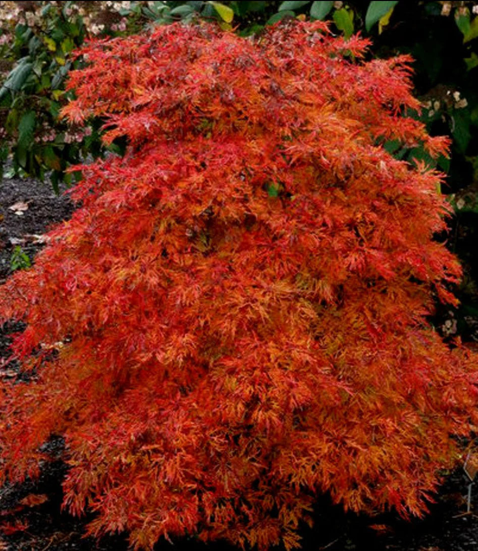 Acer Japonicum 'Fairy Lights' (weeping)