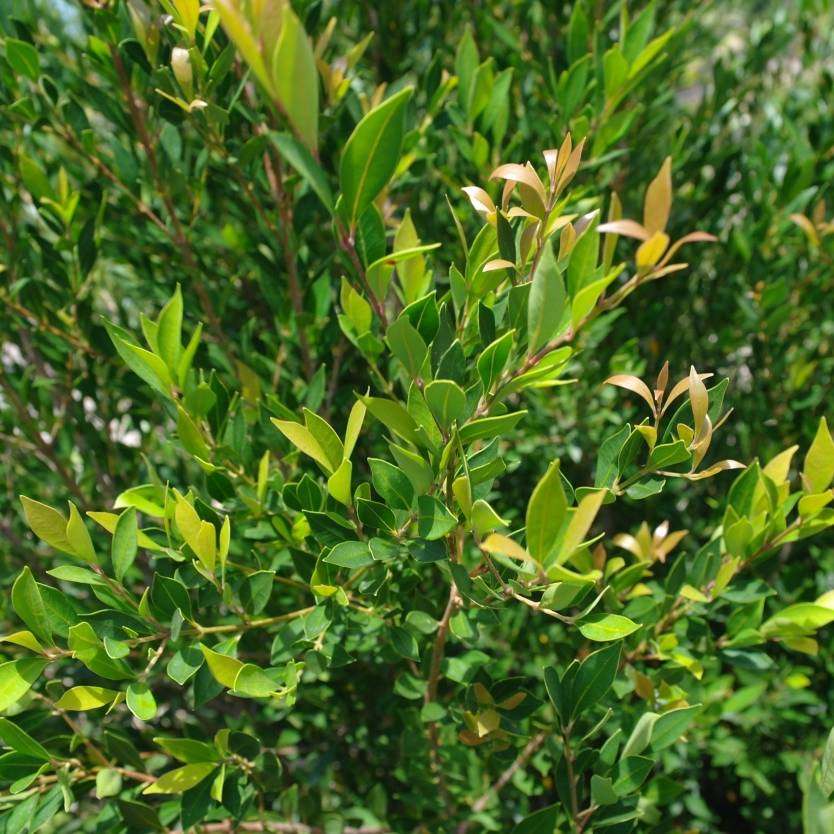 Acmena smithii ‘Minor’ – Dwarf Lilly Pilly