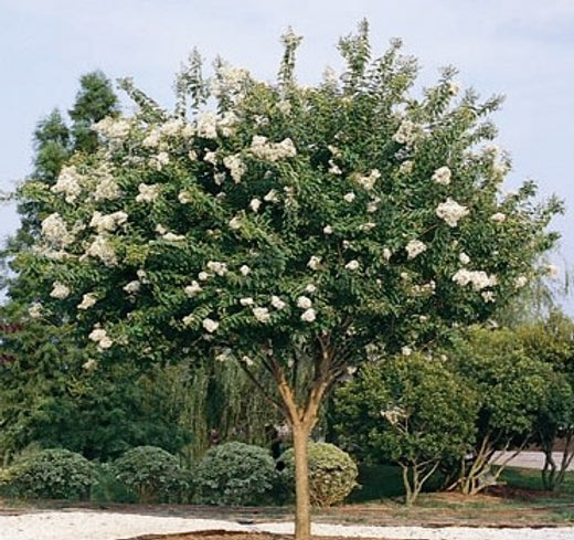 Mature Lagerstroemia indica 'Natchez' trees in a park setting, displaying clusters of large white flowers.
