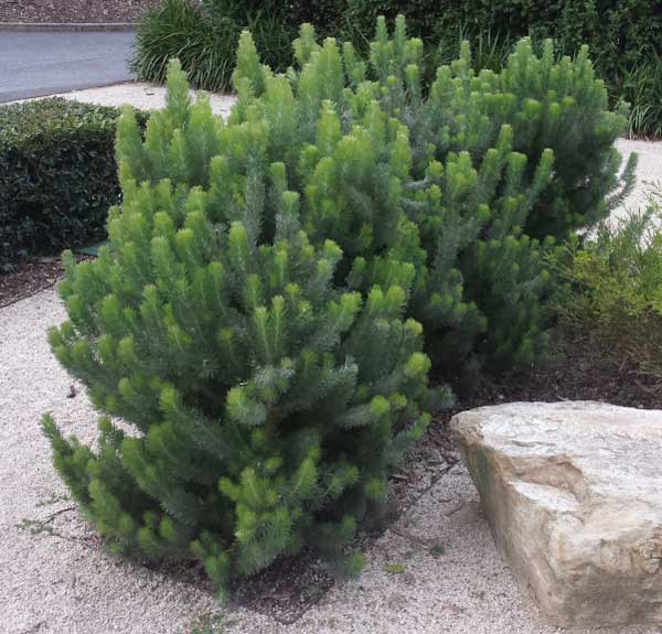 Adenanthos sericeus (Woolly Bush)