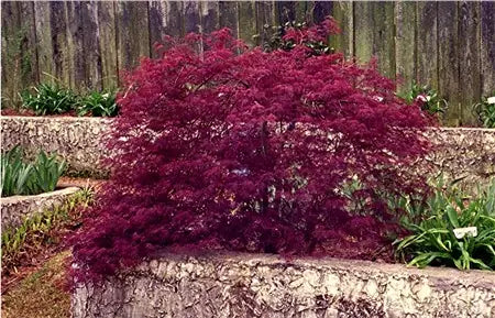 Acer Palmatum 'Red Filigree Lace' (weeping)