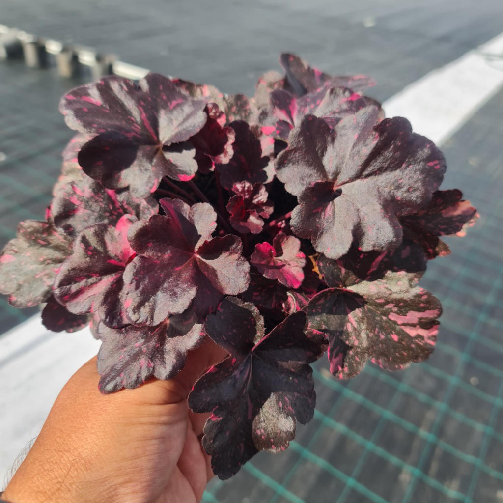 Heuchera ‘Midnight Rose’ (Coral Bells)