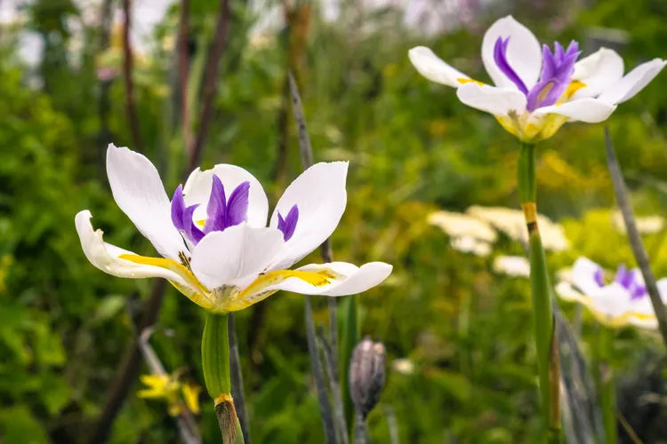 Dietes Iridioides (African Iris)