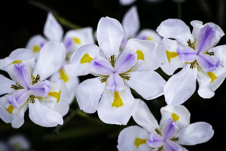 Dietes Iridioides (African Iris)