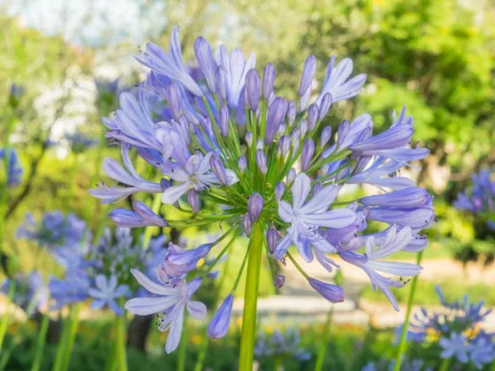 Agapanthus 'Peter Pan'