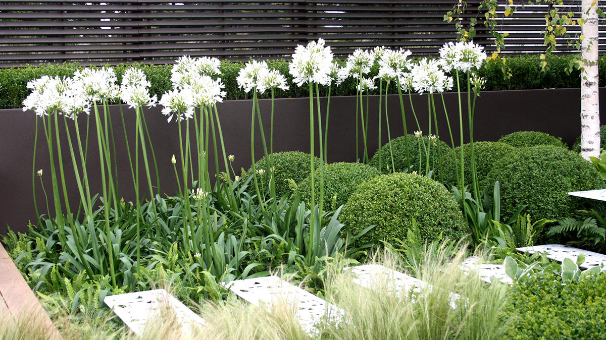 Agapanthus africanus 'White' (White African Lily)