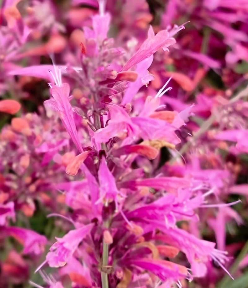 Agastache Forever Summer Berry (Berry-Coloured Hyssop)