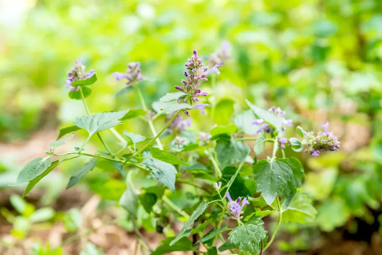 Agastache ‘My Summer Garden Berry’ (Giant Hyssop / Hummingbird Mint)