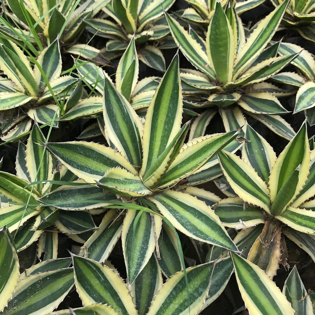 Agave lophantha 'Quadricolor' (Quadricolor Agave)