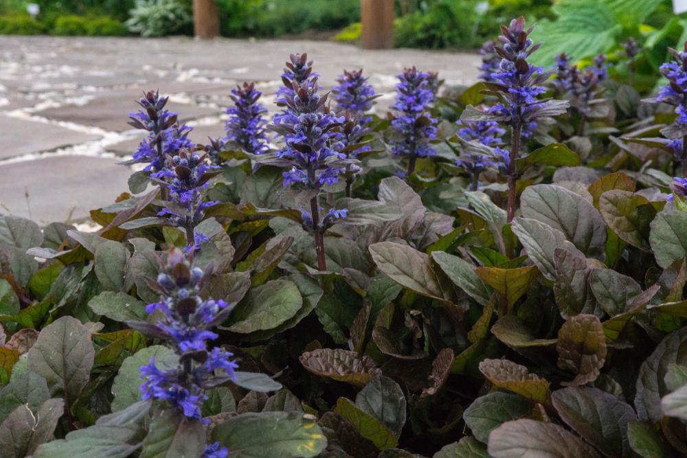 Ajuga Purpurea (Purple Bugleweed)