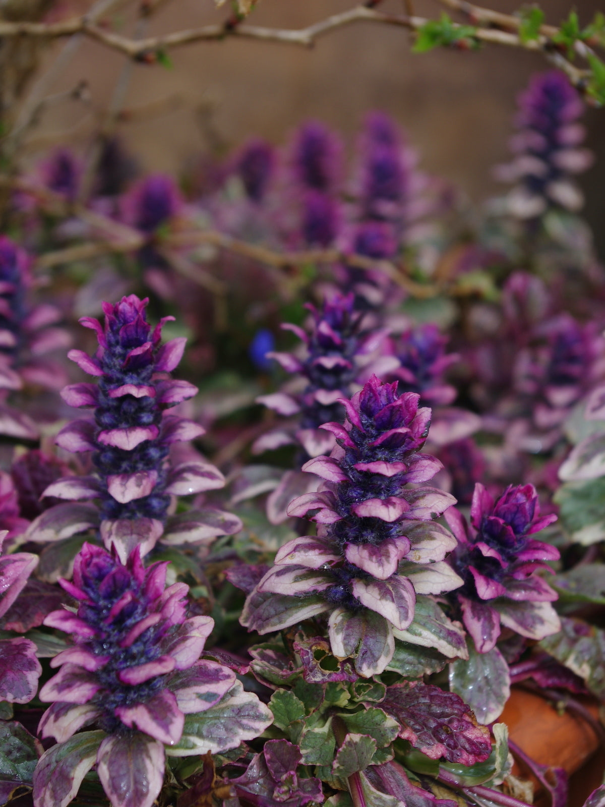 Ajuga Reptans 'Burgundy Lace' (Burgundy Lace Bugleweed)