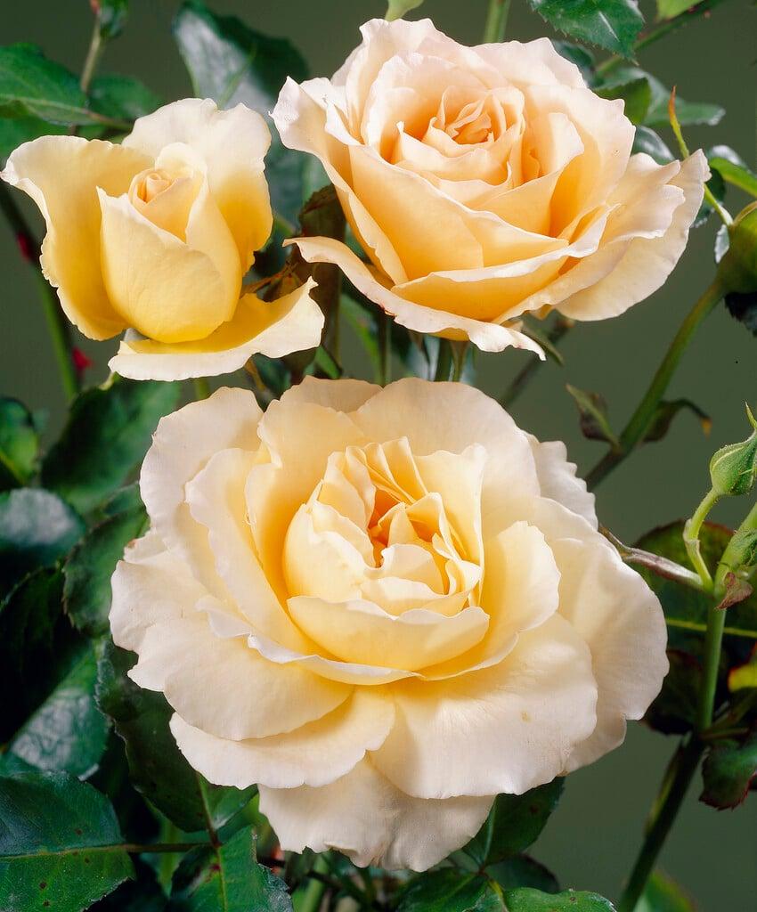 Rosa ‘Apricot Nectar’ (Floribunda Rose)