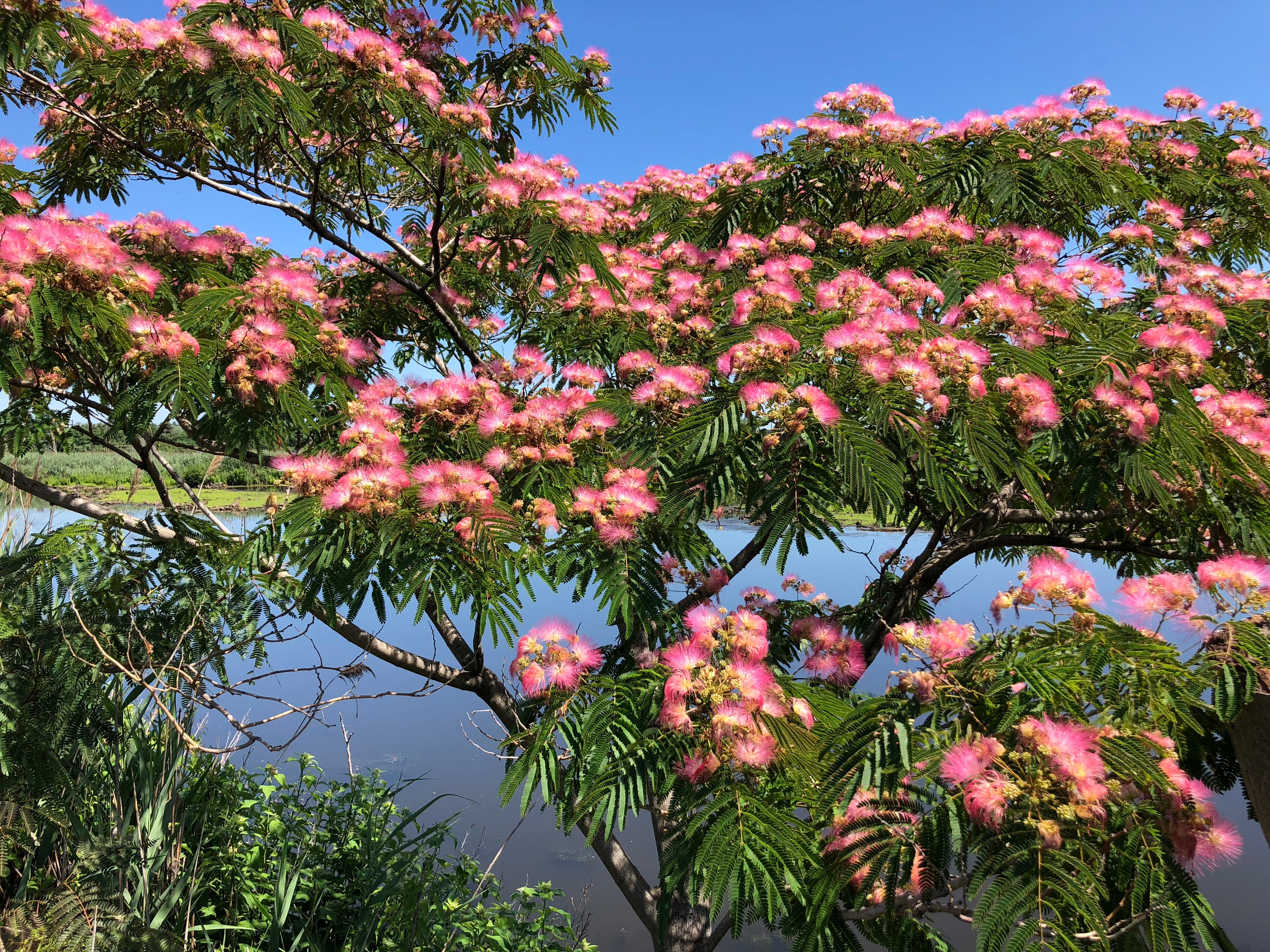 Full view of Albizia Julibrissin (Pink Silk Tree) in bloom, with vibrant pink flowers and fern-like foliage creating a stunning garden feature.