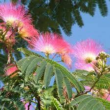 Albizia Julibrissin (Pink Silk Tree) displaying its distinctive fluffy pink flowers, adding beauty and texture to the landscape.