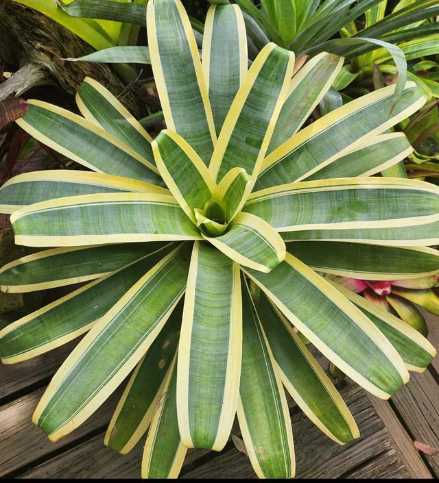 Alcantarea ‘PITA’ – Variegated Bromeliad