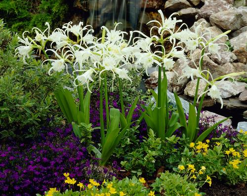Hymenocallis fluitans (Spider Lily)