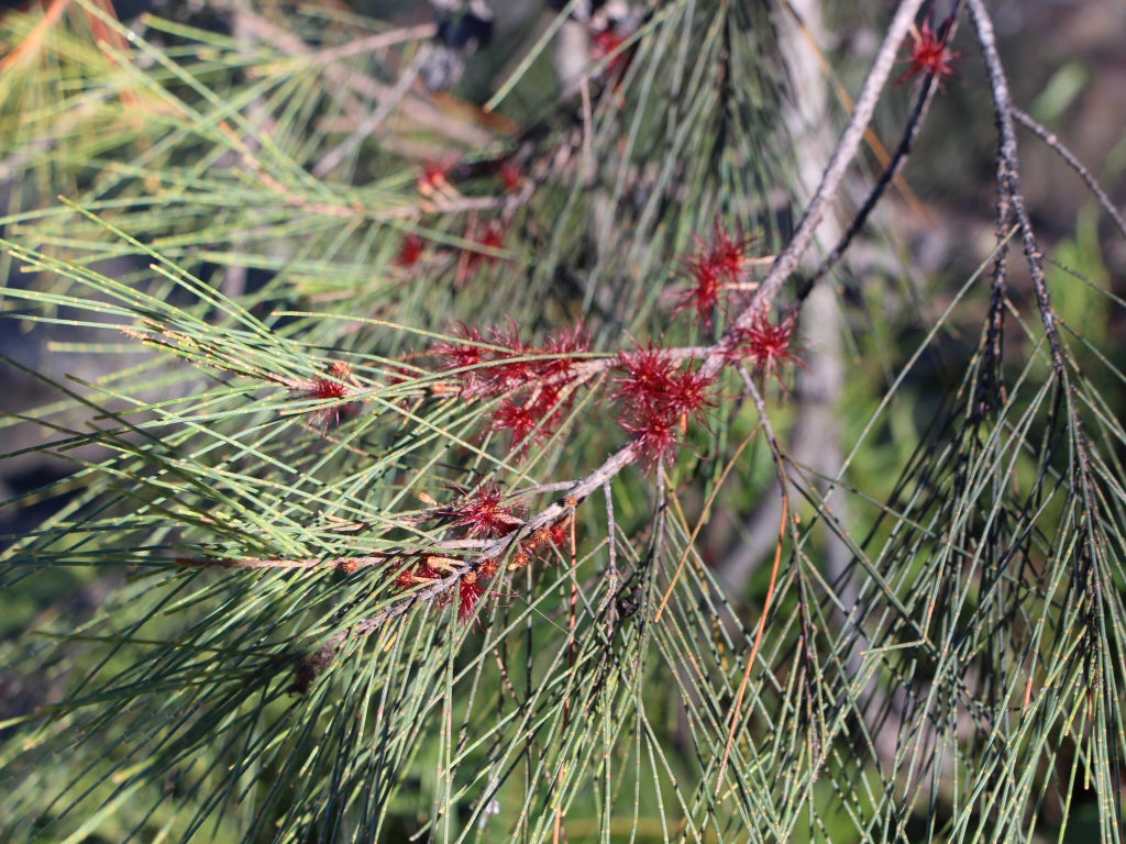 Allocasuarina littoralis (Black Sheoak)