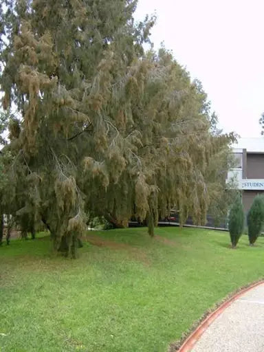 Allocasuarina torulosa (Forest Oak)