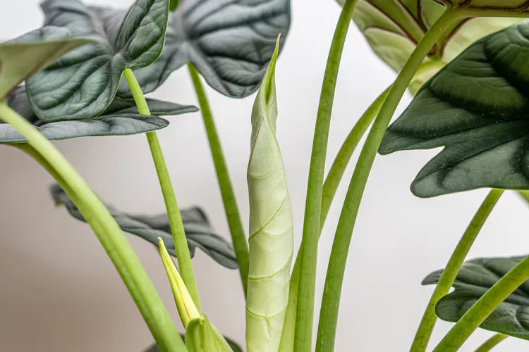 Alocasia baginda ‘Silver Dragon’ (Silver Dragon Alocasia)