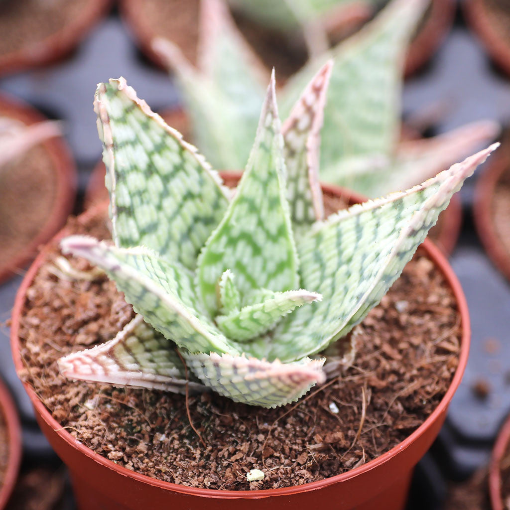 Aloe ‘Delta Lights’ (Aloe)