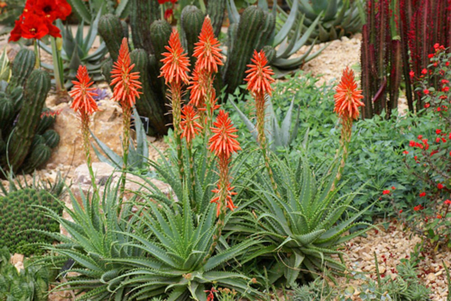 Aloe Porcupine