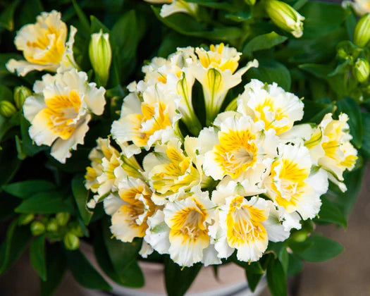 Alstroemeria Yentl (Dwarf Peruvian Lily)