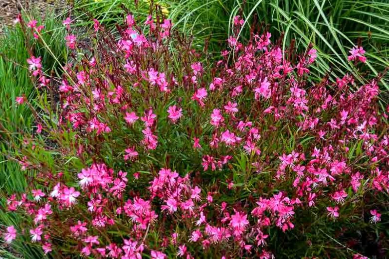 Gaura Lindheimeri Belleza Dark Pink (Belleza Dark Pink Beeblossom)